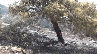 Brände bei Athen: Schäden werden sichtbar