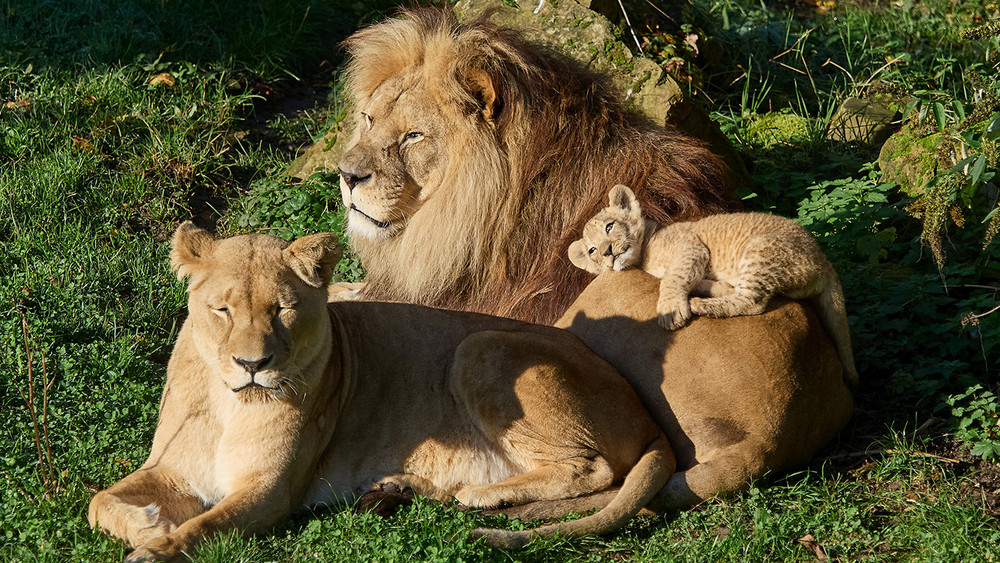 Die Elterntiere Binta und Chalid mit ihrem Sohn Nouri