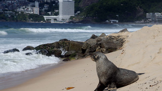 Seltener Besucher in Rio de Janeiro: Seebär am Strand Ipanema
