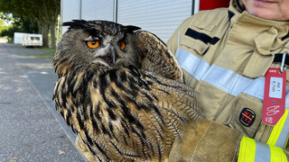 Weinheim: Feuerwehr rettet Uhu aus Schlafzimmer