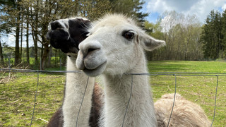 Lamahausen bringt Menschen und Tiere in der Natur wieder zusammen