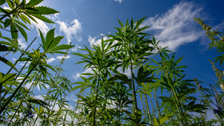 Das Wichtigste zu Cannabis Clubs - Start am 1. Juli