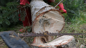 Hungen-Nonnenroth: Hier schlagen Familien ihre Weihnachtsbäume  selber