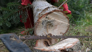 Hungen-Nonnenroth: Hier schlagen Familien ihre Weihnachtsbäume  selber