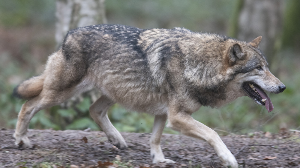 Im Werra-Meißner-Kreis sollen ein oder mehrere Wölfe eine ganze Schafherde gerissen haben.
