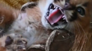 Zoo Stralsund: Wüstenluchs-Baby faucht, aber meistert Gesundheitscheck