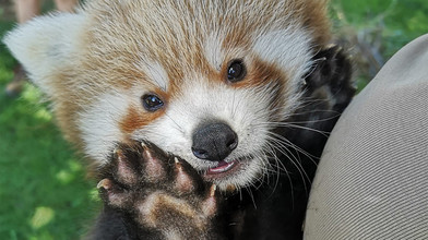 Nachwuchs im Zoo Heidelberg: Rotes Panda Baby "Zuko"