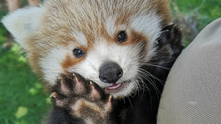 Nachwuchs im Zoo Heidelberg: Rotes Panda Baby "Zuko"