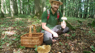 Durch den vielen Regen gibt es dieses Jahr schon früh viele Pilze