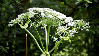 Herkulesstaude: Vorsicht vor dem Riesen-Bärenklau