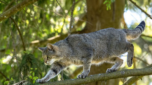 Vorsicht: Das ist keine Hauskatze