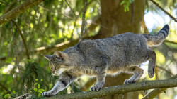 Vorsicht: Das ist keine Hauskatze