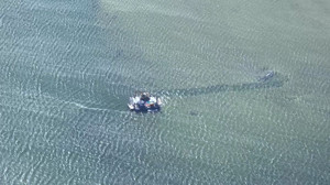 Rettung weiter verzögert: Neue Hürden beim Wal-Einsatz