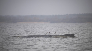 Buckelwal liegt weiter in Wismarbucht