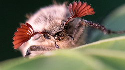 Maikäfer Massenflug rollt bald durchs Hessische Ried