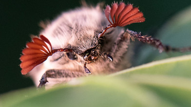 Maikäfer Massenflug rollt bald durchs Hessische Ried