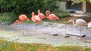 Flamingos verlassen Mainz: Tierschutz erfordert Umzug