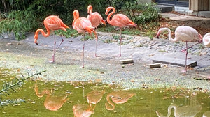 Mainzer Stadtpark jetzt ohne Flamingos