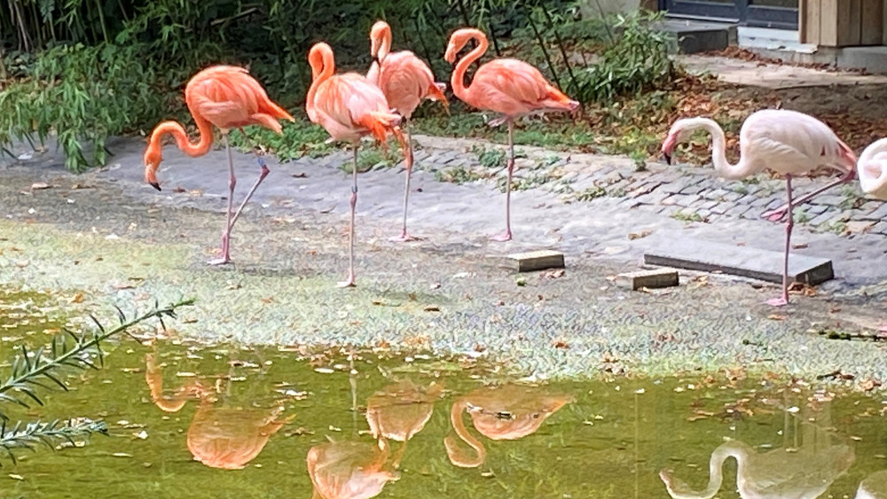 Sie haben Mainz verlassen: Die letzten verbliebenen Flamingos im Stadtpark