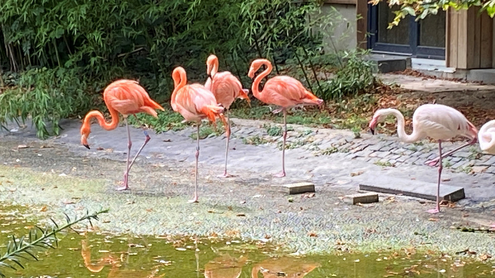 Vielen Mainzern sind die Flamingos im Stadtpark ans Herz gewachsen- doch jetzt müssen sie nach Mannheim und Heidelberg umziehen