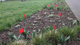 Rote Fahnen gegen Hundehaufen: Aktion in Bad Hersfeld kommt gut an