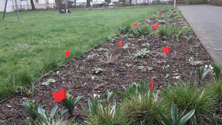 Bad Hersfeld sagt Hundekot mit roten Fähnchen den Kampf an