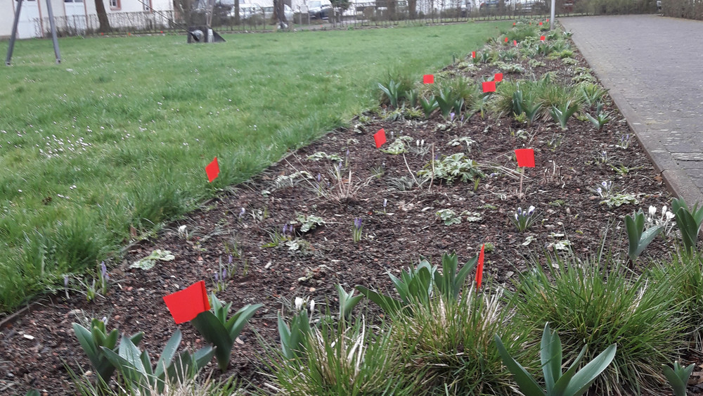 Keine Blumen, sondern rote Fähnchen: Jedes einzelne wurde dort in die Erde gesteckt, wo die Gärtnerinnen und Gärtner zuvor einen Hundehaufen entfernt haben.