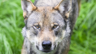 EU erlaubt Wolfsabschuss zum Schutz von Weidetieren