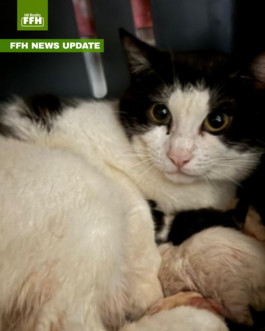 Tierheim Marburg entsetzt: 33 Katzen aus Wohnung gerettet (auto. import)