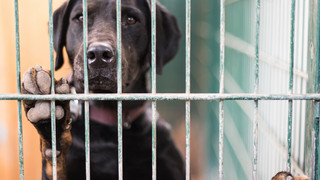 Mainz: OB Haase fordert nach Silvester Feuerwerksverbot an Tierheimen