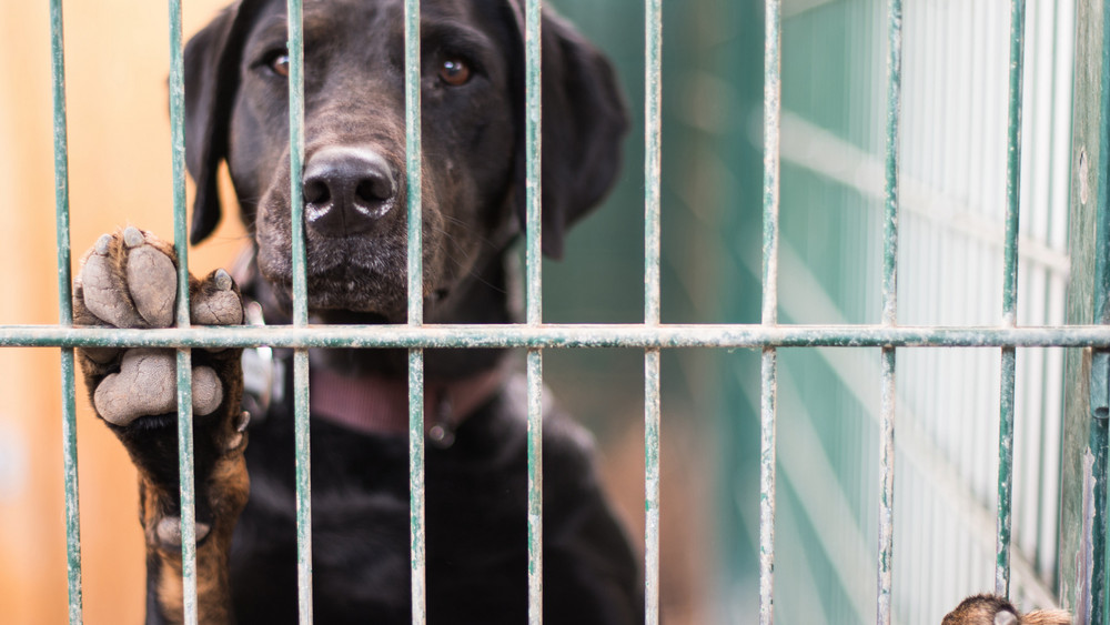 Ein Hund steht in seinem Zwinger im Tierheim in Mainz am Gitter.