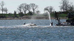 Wal weiter vor Poel: Wasserstand macht Helfern Sorgen