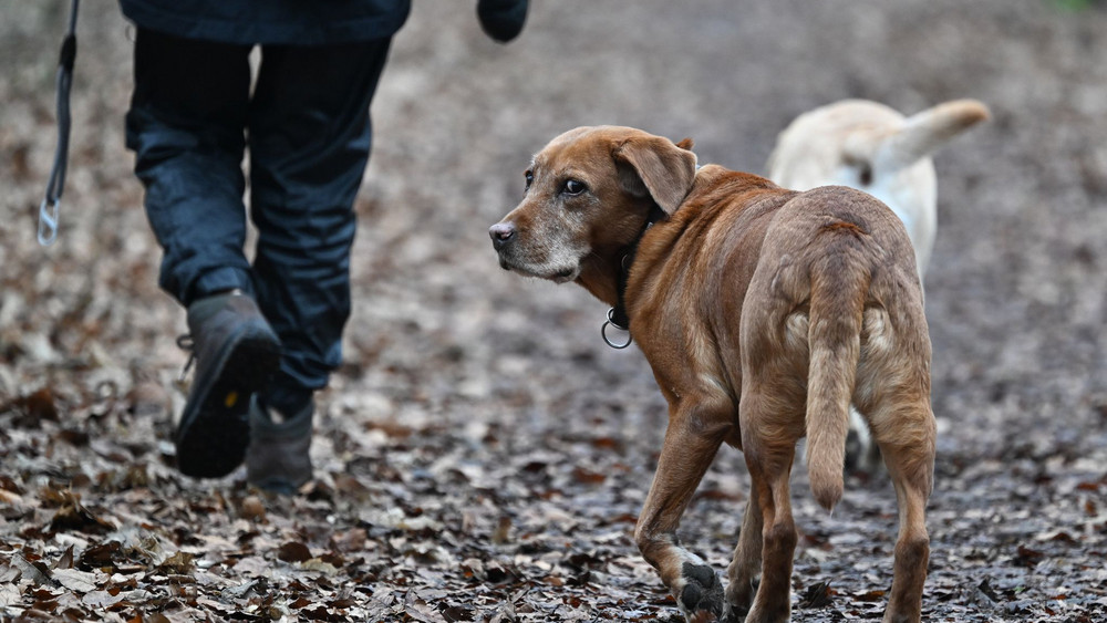 Die Spanne bei der Höhe der Hundesteuer in hessischen Kommunen reichte 2024 von 24 Euro bis 180 Euro.