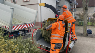 Griesheim: Das passiert mit den alten Weihnachtsbäumen