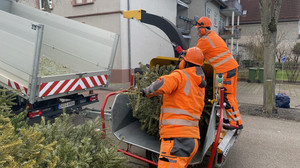 Griesheim: Das passiert mit den alten Weihnachtsbäumen