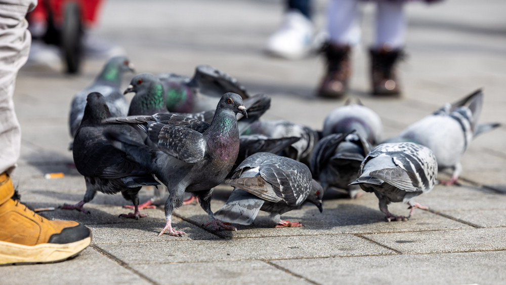 Tauben in Limburg. Auf dem Marktplatz finden sie viel Futter. Die Mehrheit der Limburger sieht das kritisch. Gefangen und getötet werden dürfen die Tiere aber nicht. 