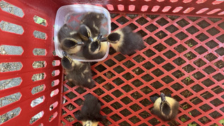 Polizei rettet Entenfamilie in Offenbach