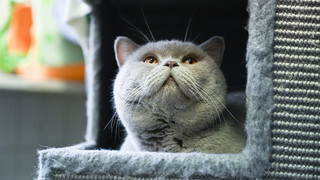 Urteil in Gießen: Frau aus Wetterau darf nur noch vier Tiere halten