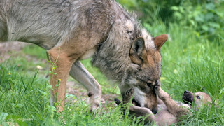 Nachwuchs im Wildpark Edersee: Namen für Wolf-Welpen stehen fest