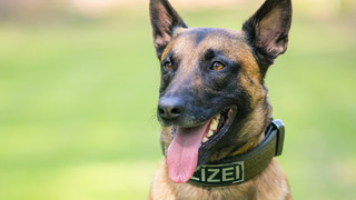 Albtraum auf Ruppertsberger Hochzeit: Polizeihund verletzt Baby schwer