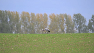 Vogelgrippe in Deutschland: Kraniche stark betroffen