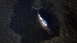 Neuer Plan für Wal-Rettung