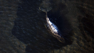 Neuer Plan für Wal-Rettung