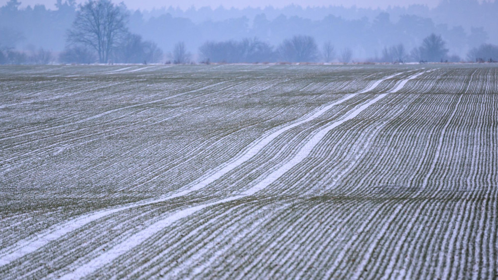 Trüber Wintermorgen in Brandenburg