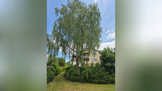 Unbekannte zerstören über 40 Jahre alte Birke in Bad Hersfeld