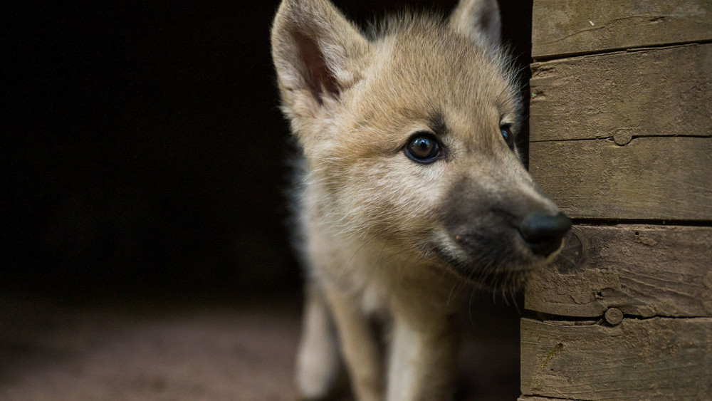 In Wildflecken sind im Mai sieben Wolfswelpen geboren worden, teilte das HLNUG mit (Symbolbild Wolfswelpe). 