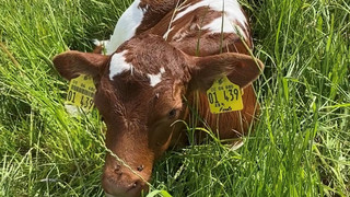 Super-seltenes Ereignis: Drillings-Kälbchen in Tann geboren