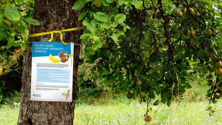 Kostenlos Obst ernten: Aktion "Gelbes Band" jetzt auch in Wächtersbach