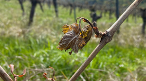 Frost in Hessen vernichtet Wein an der Bergstraße und im Rheingau