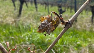 Frost in Hessen vernichtet Wein an der Bergstraße und im Rheingau